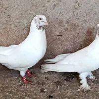 یه جفت ماهرو درجه یک