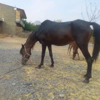 اسب ماده و کره نر ۹ماه