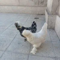 مرغ سلطانی