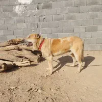 سگ پژدر|سگ|قوچان, |دیوار