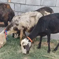 فروش چهار راس میش افشاری پلنگی ابستن