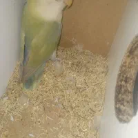 طوطی