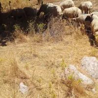 تعداد ۲۶ راس گوسفد داشتی