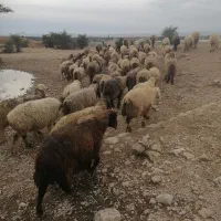 گوسفند|حیوانات مزرعه|فراشبند, |دیوار