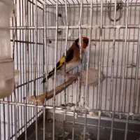 سهره سرخ حلب