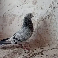 کفتر|پرنده|اردبیل, |دیوار