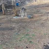 سگ شکاری