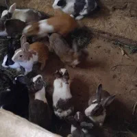 خرگوش بزرگ