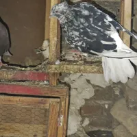 کبوتریک جفت نرماده سرور نر اون یکی ماده