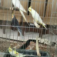 عروس هلندی