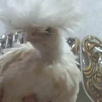 جوجه مرغ برهما ،سلطان ،رسمی و ماشینی