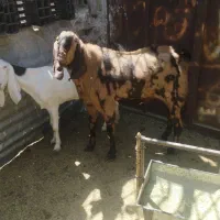 نربز مری درجه یک