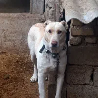 سگ ماده