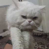 گربه|گربه|مشهد, کوشش|دیوار