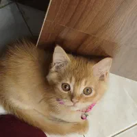 گربه اسکاتیش گلد و بلک