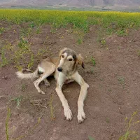 سگ تازی ماده گله ای دهن پاک راوی