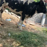 گاو وبره
