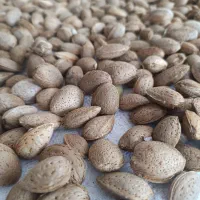 بادوم شیرین