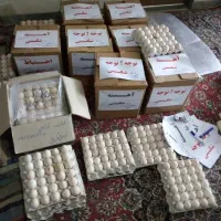 جوجه. پخش عمده