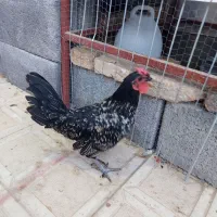 فروش یک جفت مرغ و خروس جوان سیبرایت