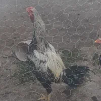 خروس دورگ‌لاری‌با‌نوچه