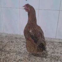 مرغ تخم گذار