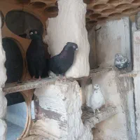 گبوتر زاغ فورشی