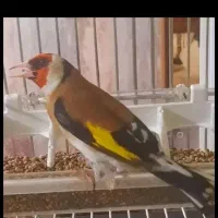 جوجه سهره خاکی موجوده شاه