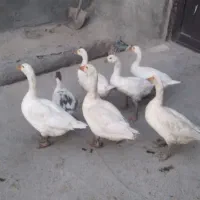 غاز و خوس