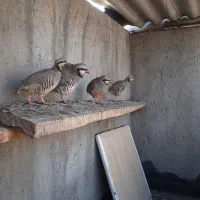 فروش مرغ