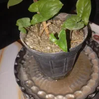 گل و گلدون زیبا