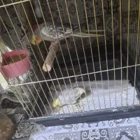 ی جفت عروس هلندی همراه با قفس
