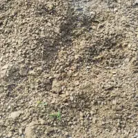 کودگوسفندی خشک قیمت توافقی