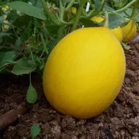 فروش عمده انواع خربزه