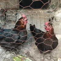 مرغ تخمی