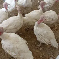 بوقلمون