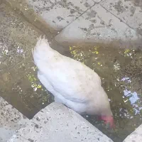 مرغ تخمگذار