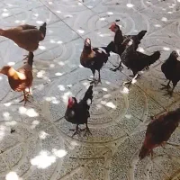 وارک و کلشیر