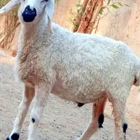 .بره نر.