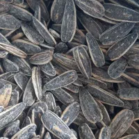 فروش برنج شمال و تخمه درجه یک