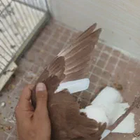 کفتر|پرنده|آباده, |دیوار