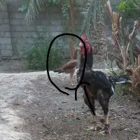 ماکیان لاری