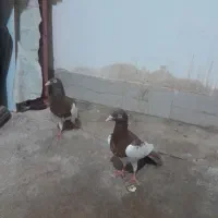 کبوتر