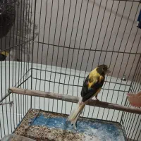 قناری ماده ابلق