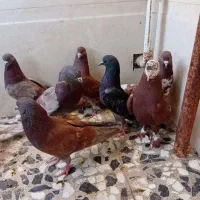 سرخ کاشونی