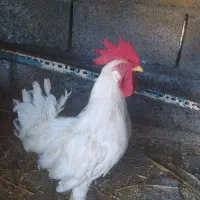 حیوان مز رعع