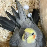 عروس هلندی نر و ماده مولد