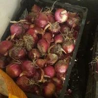 گوجه  پیاز قرمز درجه یک بادمجان رسید