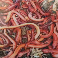 کرم خاکی طعمه ماهیگیری