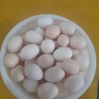 50 عدد تخم مرغ محلی